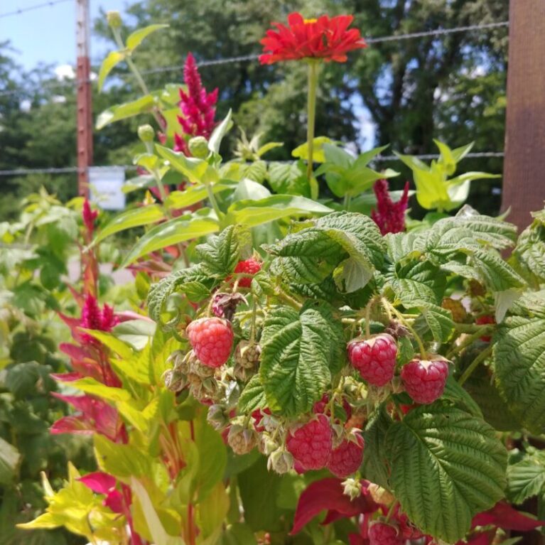 Raspberries Aug 2020 Raspberries in Garden