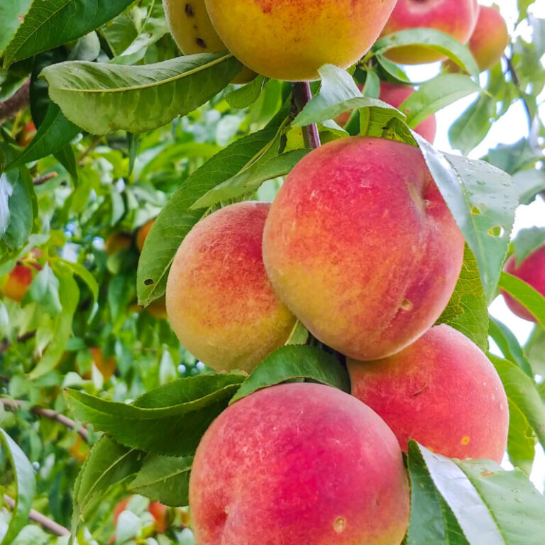 Peaches Aug 2020 Peaches on Tree